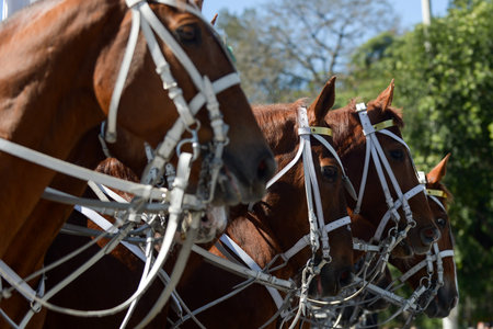Several horses in a military parade