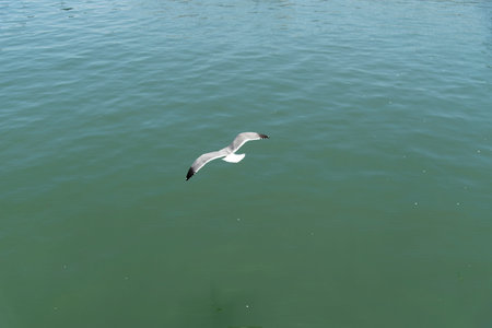 View of seagull at Pier in foregorund at Fisherman's Wharf, San Francisco, California, United...