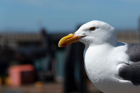 View of seagull at Pier in foregorund at Fisherman's Wharf, San Francisco, California, United...