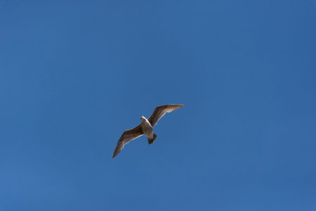 View of seagull flying at Pier in foregorund at Fisherman's Wharf, San Francisco, California, United...