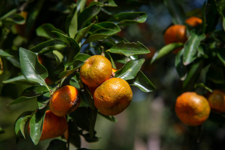 Orange tree, Vitamin C, Selective Focus