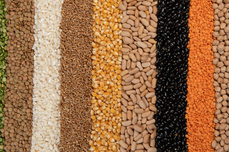 Collection of different cereal varieties and edible dry seeds. Examples of fiber sourcesの写真素材