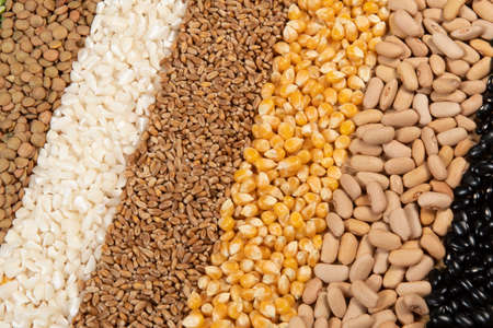 Collection of different cereal varieties and edible dry seeds. Examples of fiber sourcesの写真素材