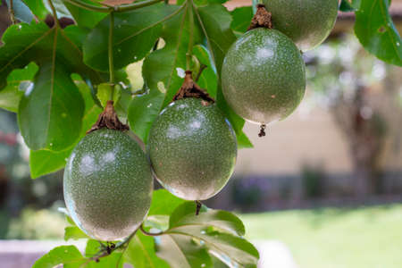 Passion fruit on the plant. selective focusの写真素材