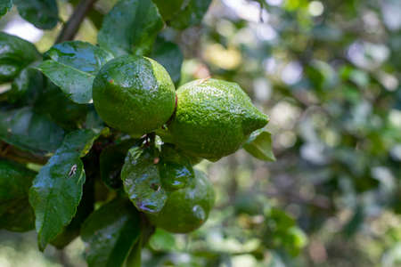 Sicilian lemon ripening. Fresh green lemon hanging on the tree branch in the farmの写真素材