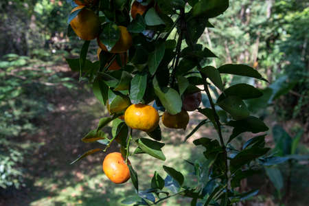 These oranges are growing in my garden. They can be used to make juice and it is a cooking ingredient.の写真素材
