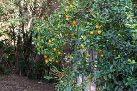 These oranges are growing in my garden. They can be used to make juice and it is a cooking ingredient.の写真素材
