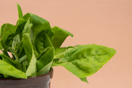 Pot with raw spinach leaves isolated.の写真素材