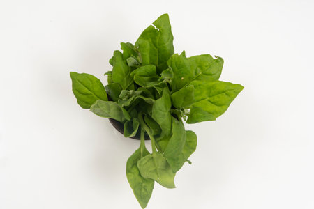 Pot with raw spinach leaves isolated.の写真素材