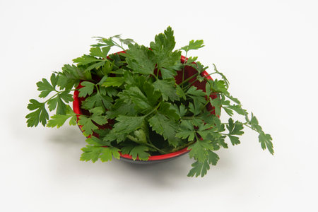parsley in a bowl isolated without anyone.の写真素材