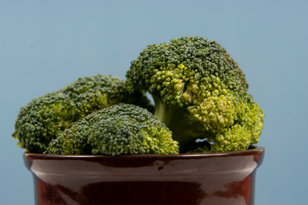 Fresh raw broccoli in pot isolated.の写真素材
