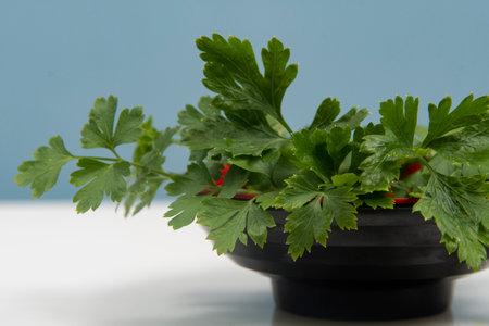 parsley in a bowl isolated without anyone.の写真素材