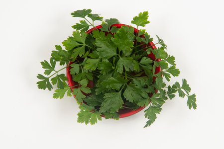 parsley in a bowl isolated without anyone.の写真素材