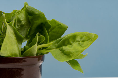 Pot with raw spinach leaves isolated.の写真素材