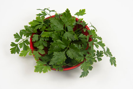 parsley in a bowl isolated without anyone.の写真素材