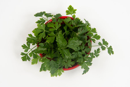 parsley in a bowl isolated without anyone.の写真素材