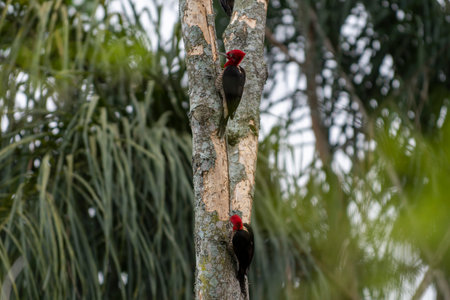 king woodpecker in activity on the tree on natureの写真素材