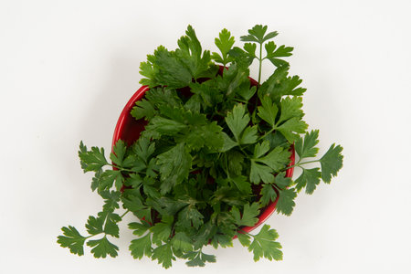 Parsley in a bowl isolated without anyone.の写真素材