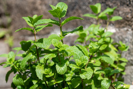 fresh spices, mint plant in residential location for fresh consumptionの写真素材