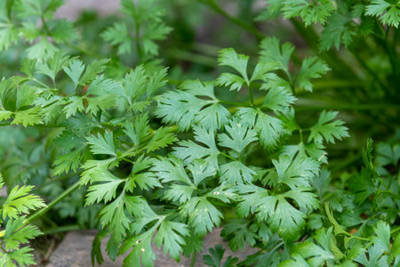 fresh spices, parsley plant in residential location for fresh consumptionの写真素材