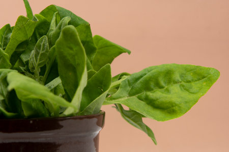 Pot with raw spinach leaves isolated in a light brownの写真素材