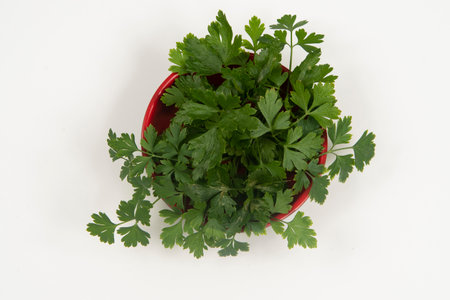 parsley in a bowl isolated without anyone.の写真素材