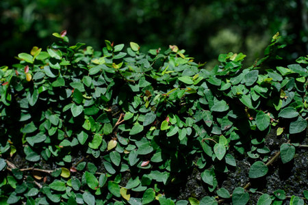 foliage covering the wall forming a green fucker of natureの写真素材