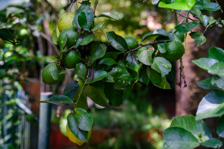 Lime fruit hanging on the tree in the garden. Selective focus.の写真素材