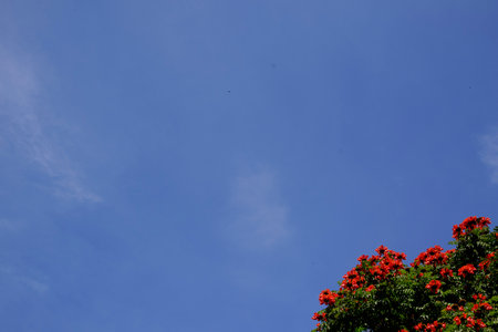 detail of a tree with red flowers in a corner with a blue sky in the backgroundの写真素材