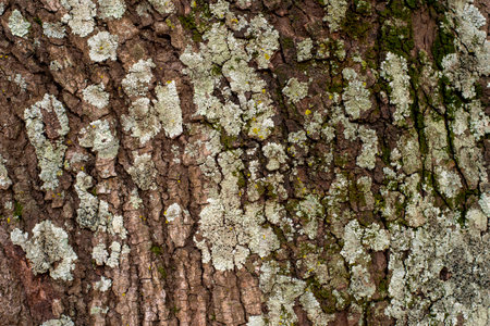 old tree texture with recesses and volume, to use as a background in natureの写真素材