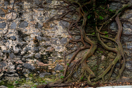 tree roots stuck in old stone wall, in nature location, front viewの写真素材
