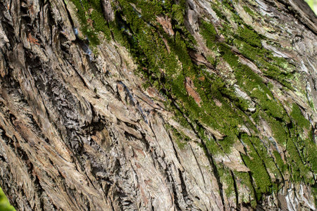 old tree texture with recesses and volume, to use as a background in natureの写真素材
