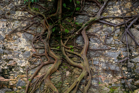 tree roots stuck in old stone wall, in nature location, front viewの写真素材