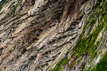 old tree texture with recesses and volume, to use as a background in natureの写真素材