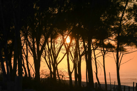 Sunset in a pine forest on the coast of the Mediterranean Seaの写真素材
