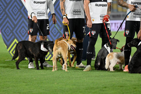 Rio, Brazil - November 27, 2025: Action involving players with dogs for animal adoption during the game between Fluminense 6 x 0 Sao Paulo by 36th round of Brazilian Championship at the Maracana stadiumのeditorial素材