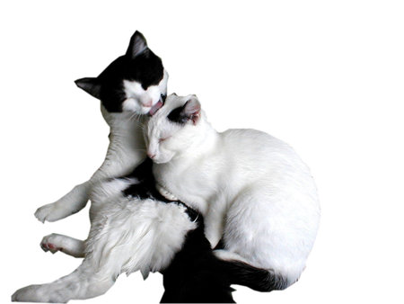 Two black and white cats grooming