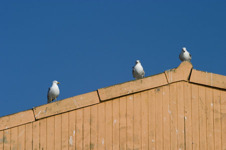 three seagulls inthe roofの写真素材