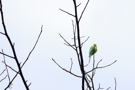 A green bird sitting on a tree branch.