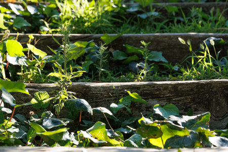Green leaves on a wooden fence in the garden. Selective focus.の写真素材