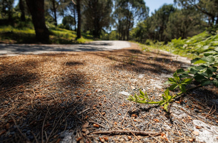 Young green plant growing on the road in the forest. nature backgroundの写真素材