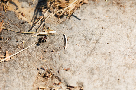 Traces of ants on the ground, close-up, macroの写真素材