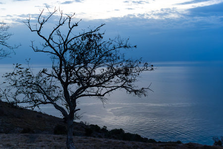 Lonely tree on the sea shore at sunset, Sinop