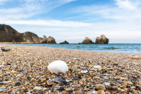 Seashells on the beach in summer. Beautiful seascape.