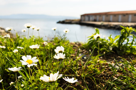 White daisies on the shore of Armutlu, Yalovaの写真素材
