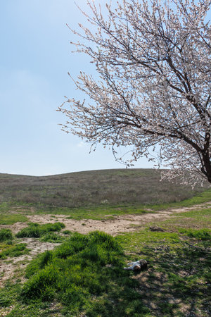 Almond trees in full bloom in spring on a hillside.の写真素材