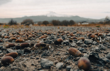 Acorns on the ground with a mountain background in the background.