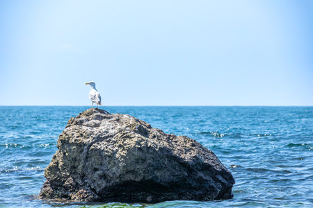 Seagull sitting on a rock in the sea, blue skyの写真素材