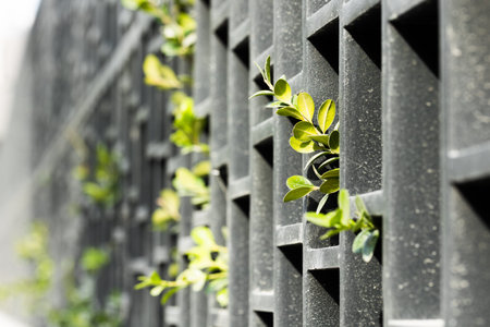 Closeup of green plant growing on black metal fence. Natural background.