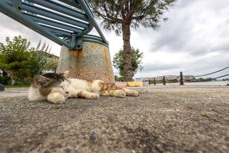 Cat sleeping on the street. Selective focus. Shallow depth of field.の写真素材
